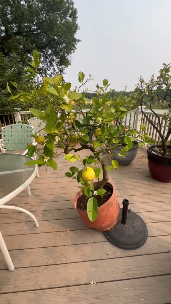 Only One Can Stay: Two 60-Year-Old Lemon Trees with a 90-Year Legacy — Help Me Choose the Future Bonsai Only One Can Stay: Two 60-Year-Old Lemon Trees with a 90-Year Legacy — Help Me Choose the Future Bonsai