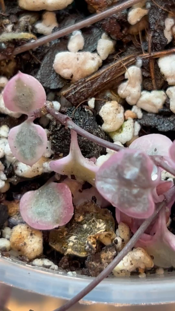 What bugs are on my plant’s soil?!? And what should I do? What bugs are on my plant’s soil?!? And what should I do?