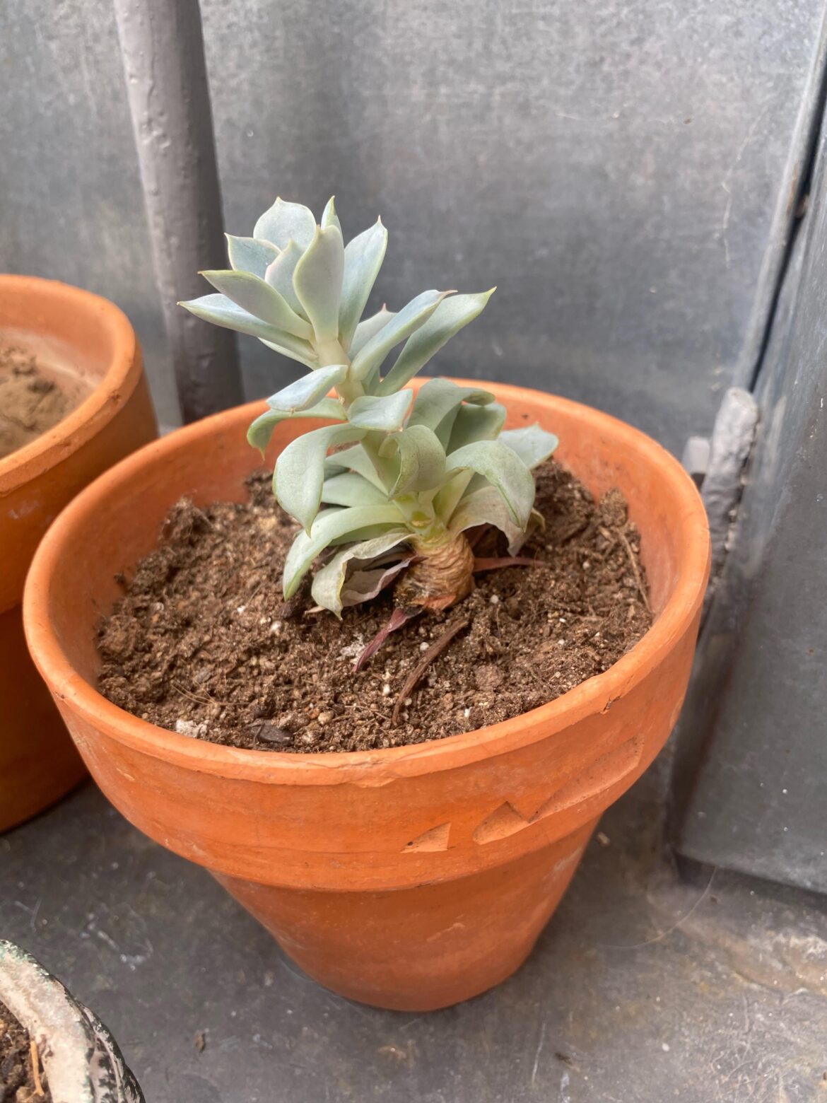 SOS echeveria pls