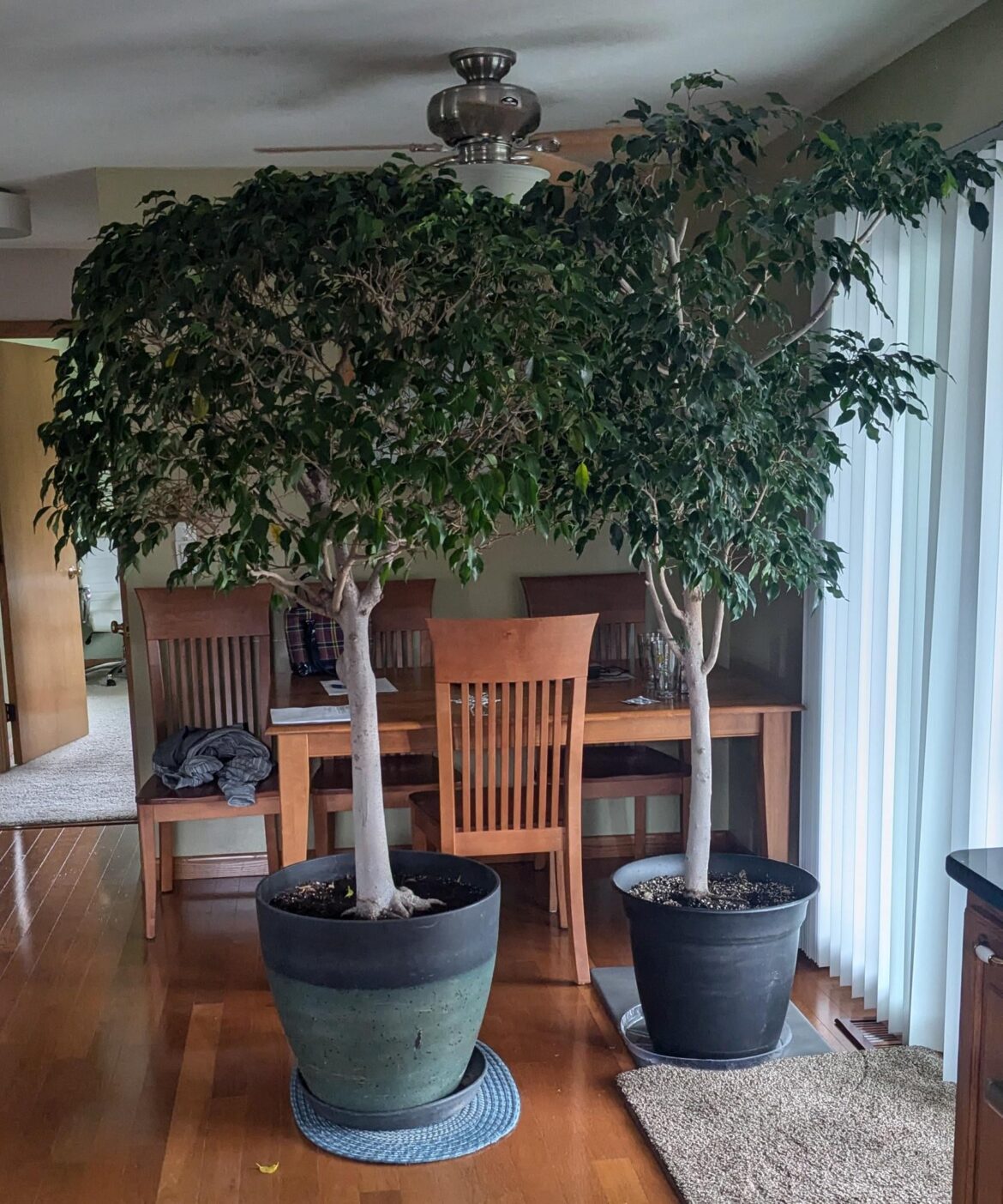 Harold and Horrid making their annual migration from the basement to the patio