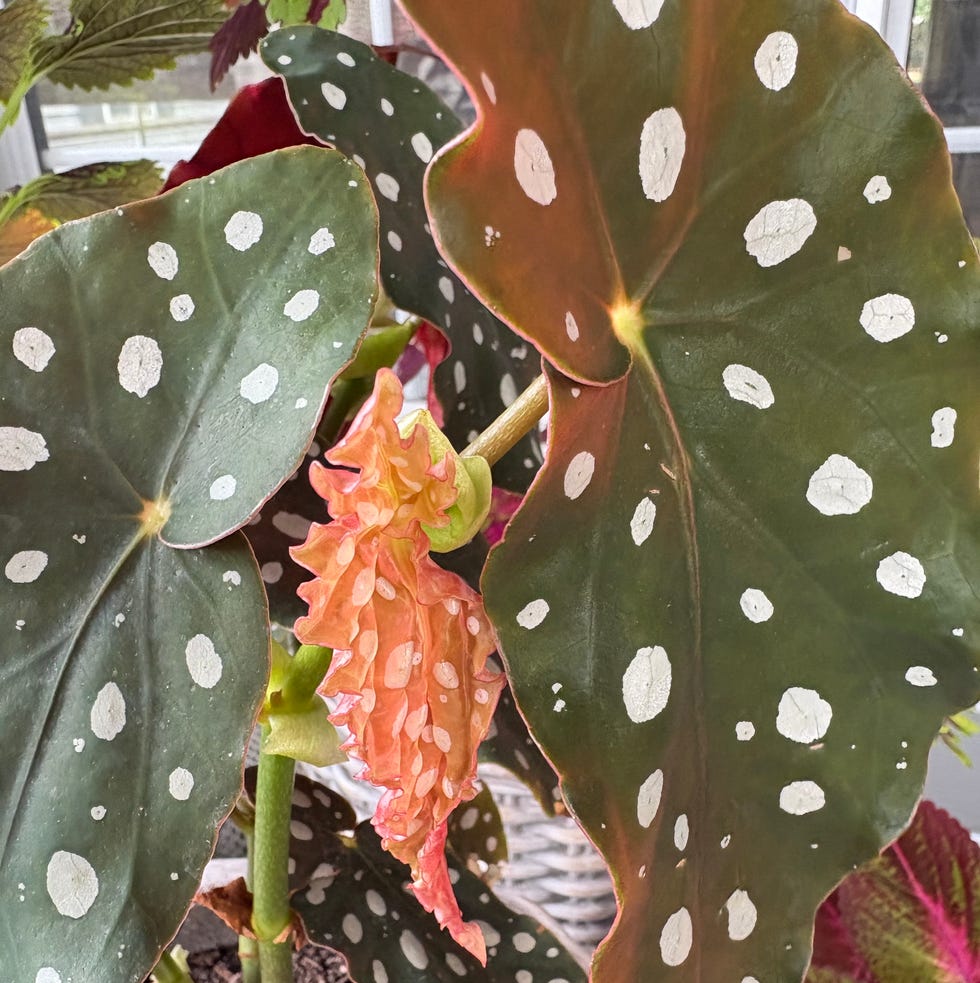 Flowering begonia plant with unique foliage.
