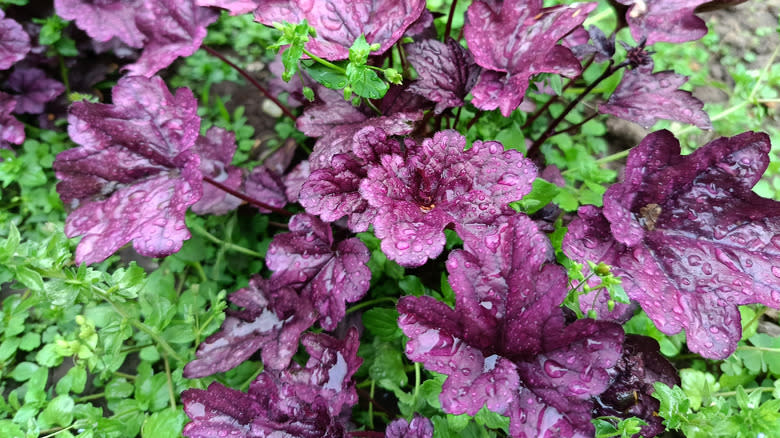 Closeup of a coral bells shrub