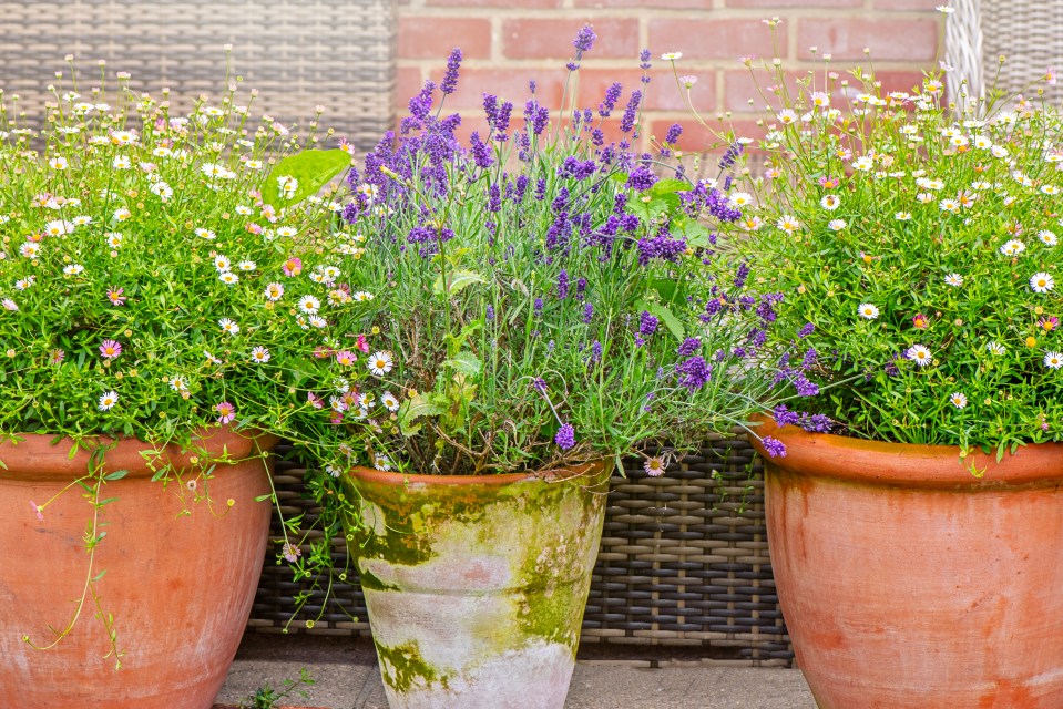 Three terracotta pots containing lavender and daisies.