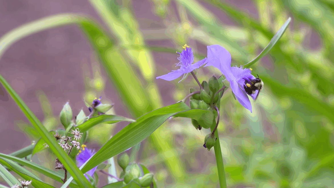 Framingham garden promotes native plants, pollinators, sustainability