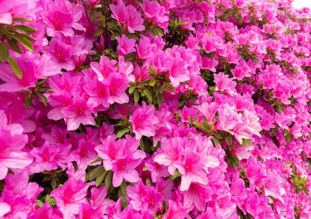 Rhododendrons bloom in June, showcasing large, showy clusters of flowers that add a splash of colour to shady garden spots.