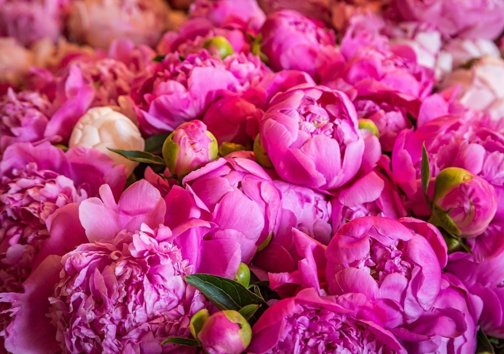 Peonies burst into full bloom in June, showcasing their large, fragrant flowers that add a stunning focal point to any garden.