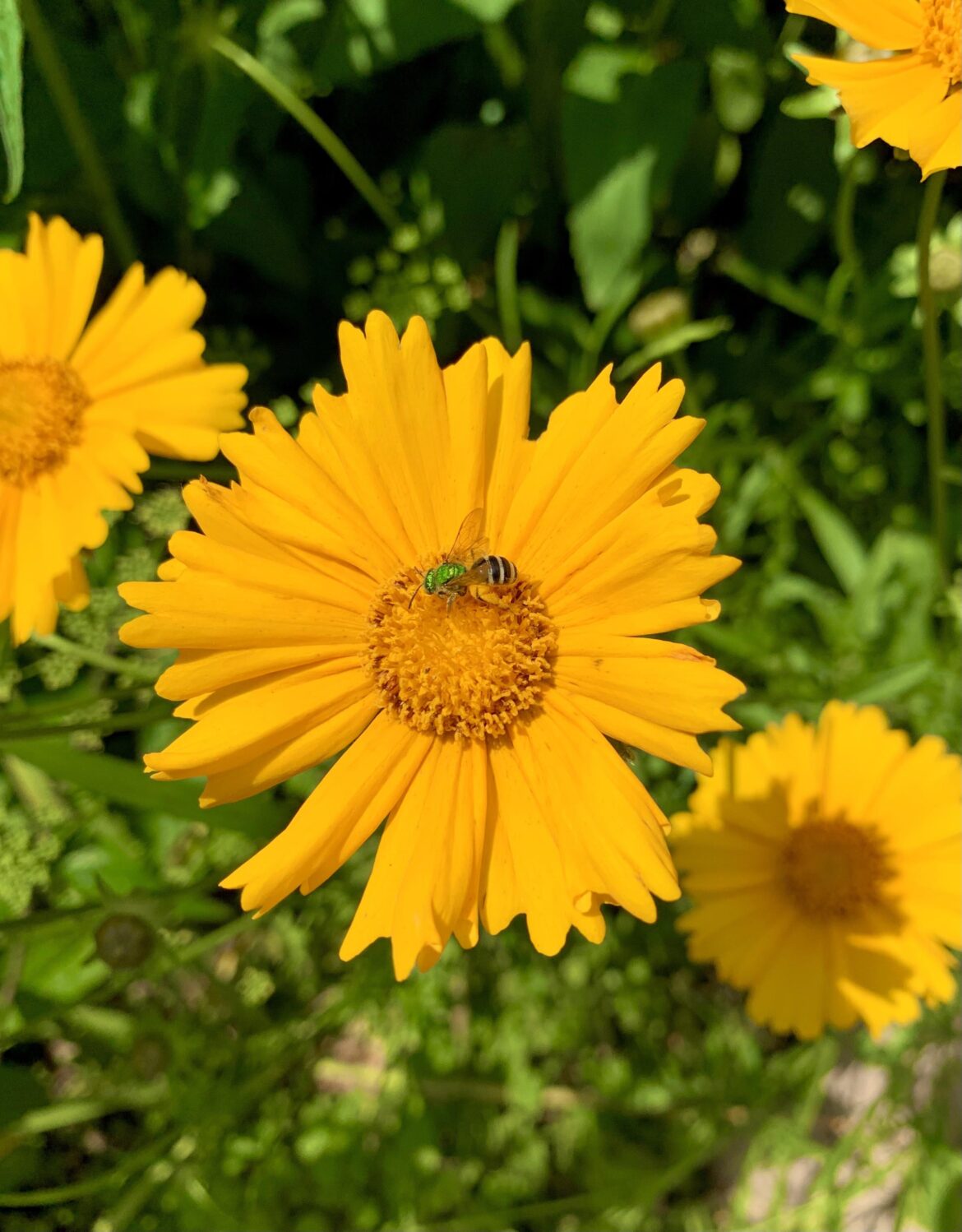 Green bee on my NoLawn’s freshly opened Coreopsis 🐝