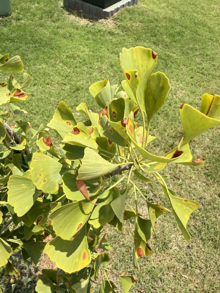 My gingko is having a rough time