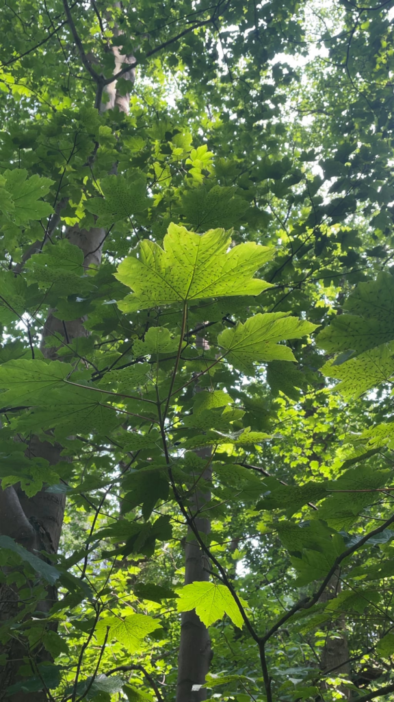 Why are these greenflies(?) underneath all the leaves?