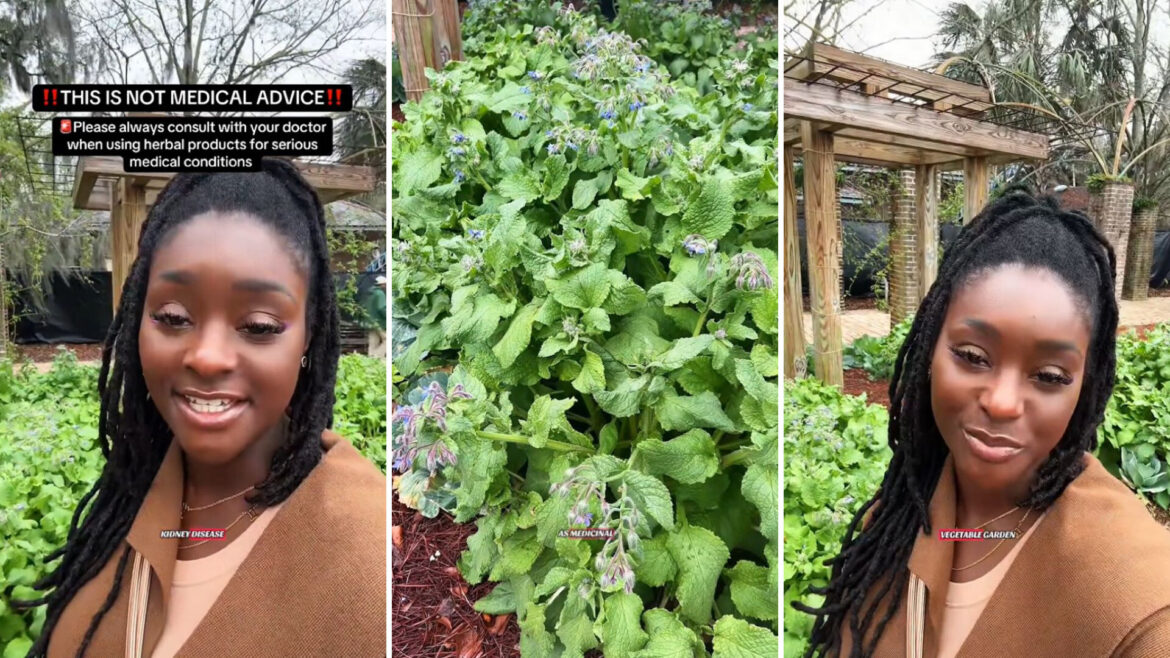 Gardener shares little-known herb that can help keep pests off your plants: ‘A great companion’ "I didn’t realize it had so many benefits."