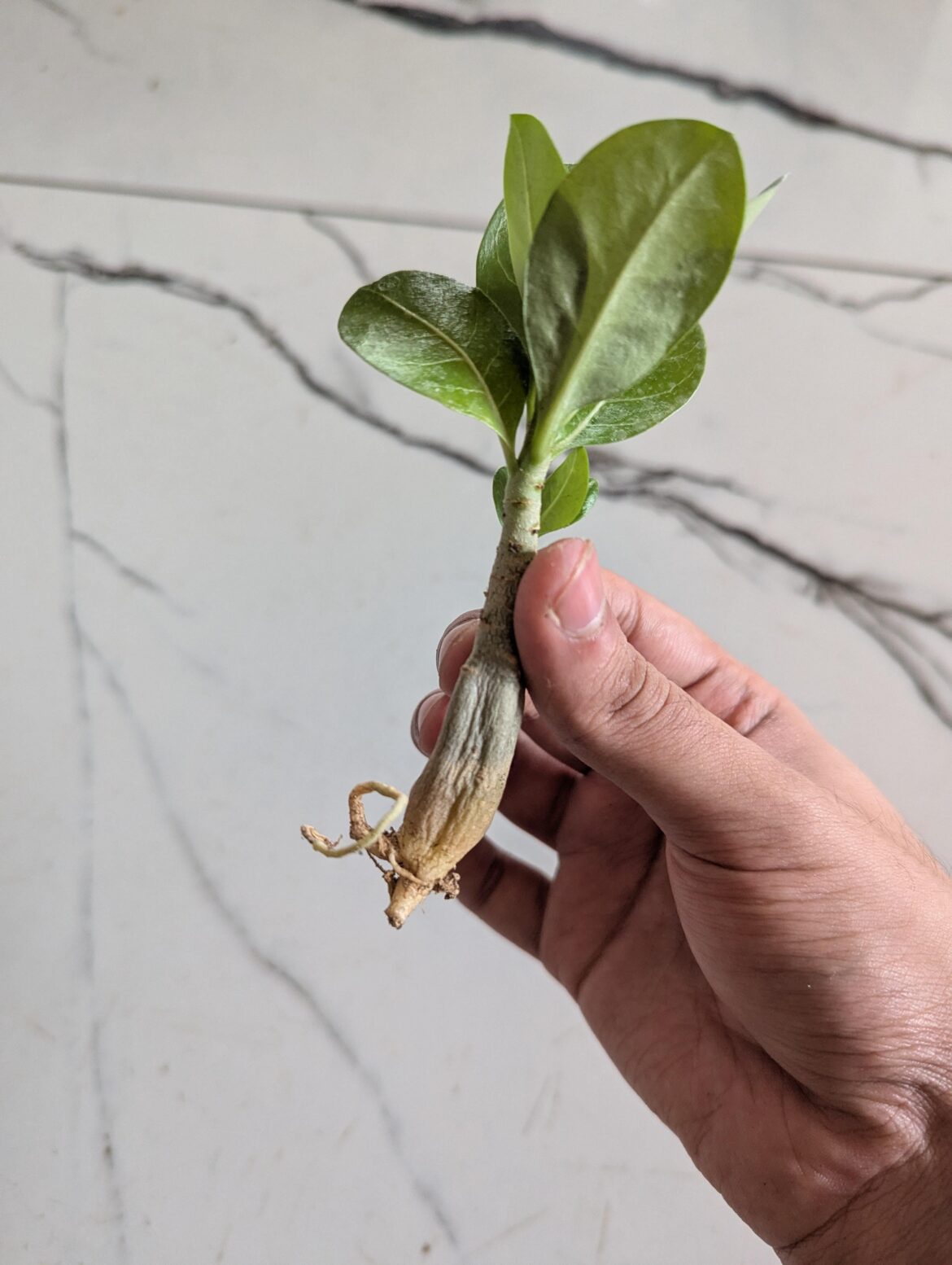 How to revive adenium seedlings with a soft caudex