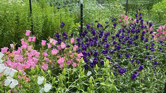 brown dog blooms flowers