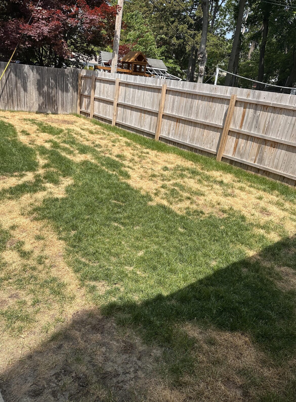 Fertilizer Burn Recovery in NY?