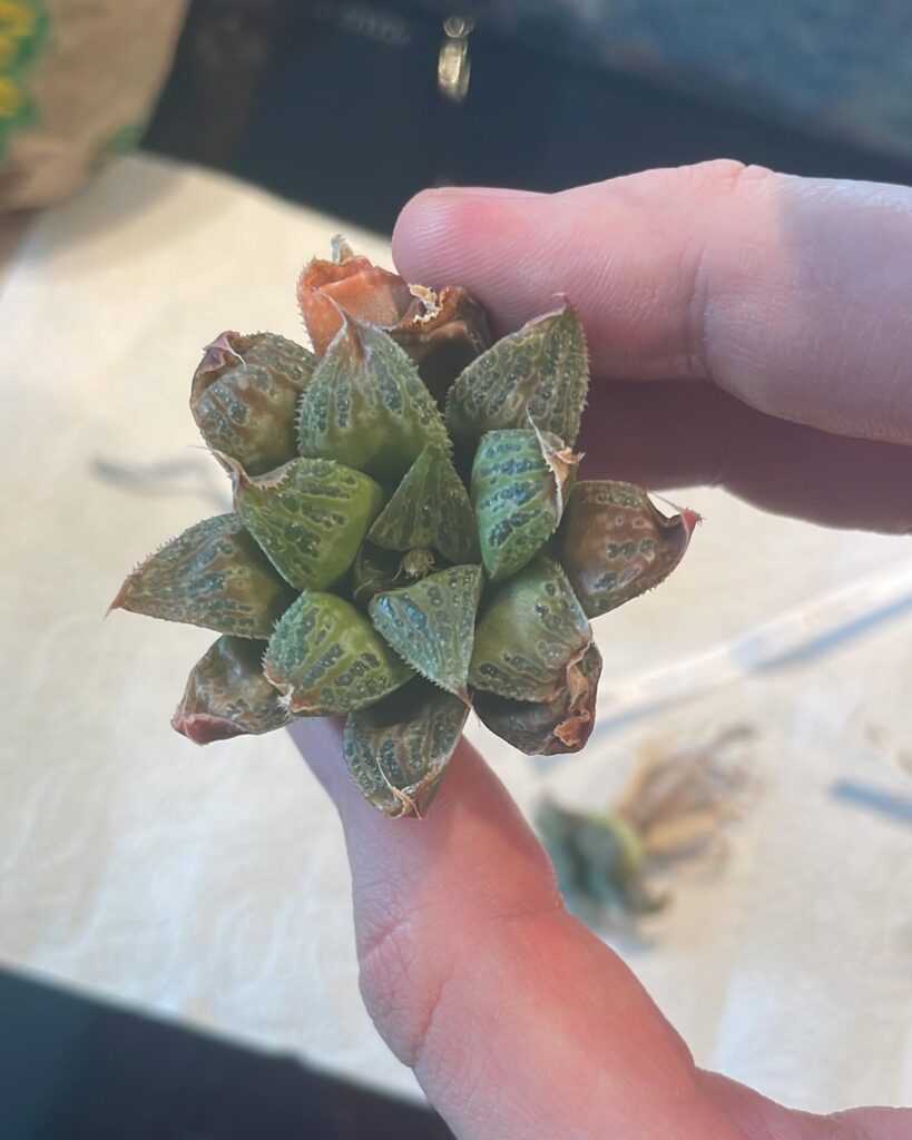 HaworthiaLand plant mail HaworthiaLand plant mail