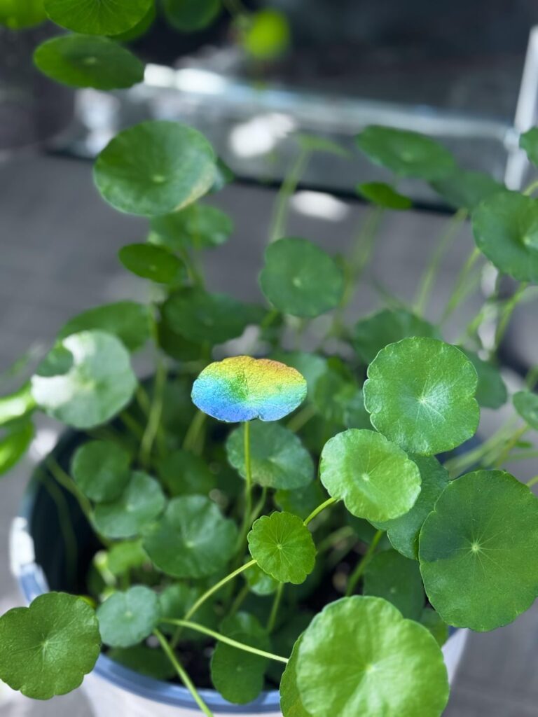 Sharing a little plant pride with the community. ❤️🌈