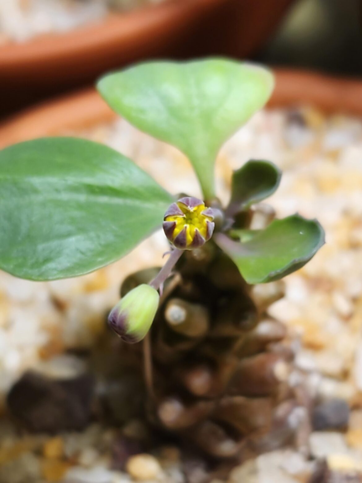 Is Othonna herrei self-fertile?