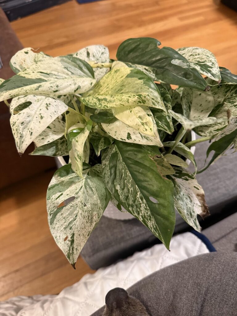 First Pothos First Pothos