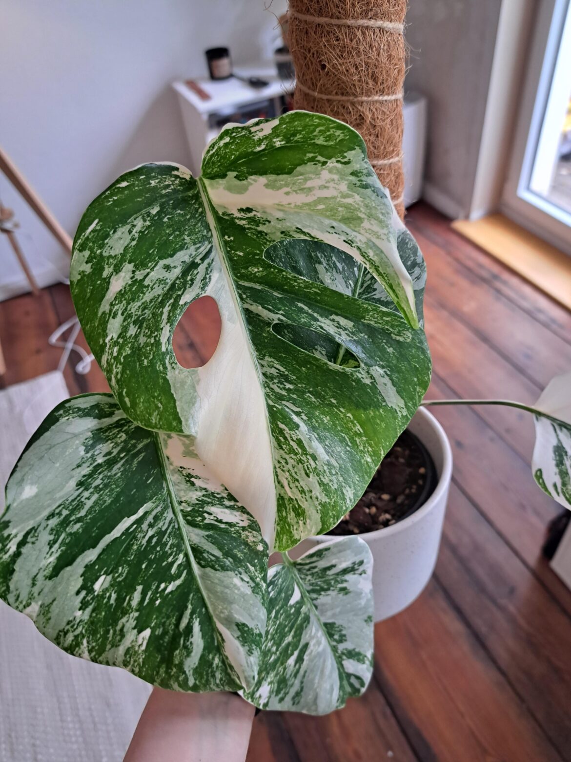 My monstera produced its first leaf with fenestration 🥹