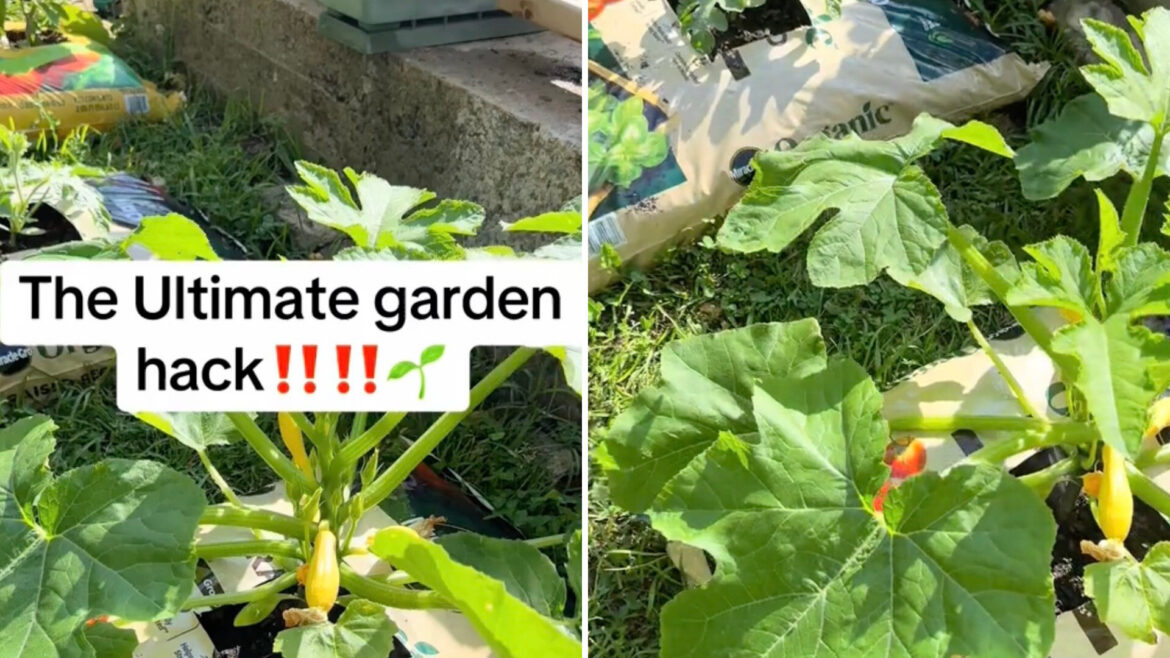 ‘The best hack I’ve seen all year’ 'The best hack I've seen all year'