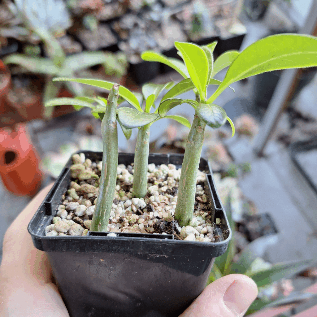 Pachypodium decaryi seedlings just repotted and finally outside