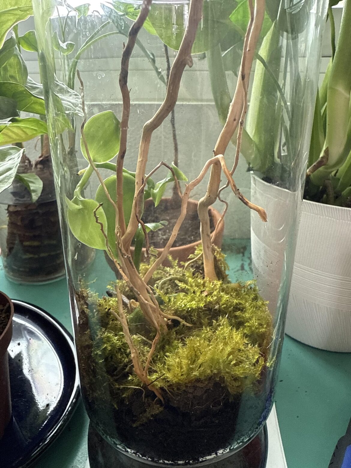 Vanilla orchid and some local moss
