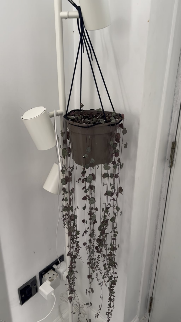 Update. Detangled. Repotted. Update. Detangled. Repotted.