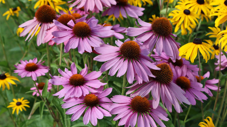 Close-up of pinkish purple coneflowers