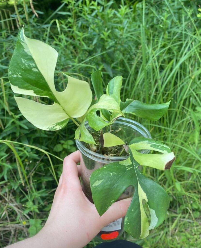 i finally got one of my wishlist plants!!!