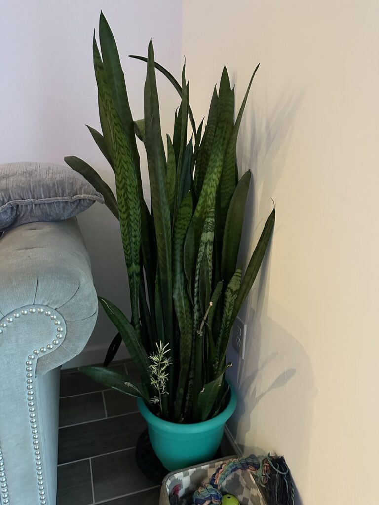 After five years, my snake plant is finally doing the thing. Apparently it took stressing it by moving houses & dropping it sideways in the drive.