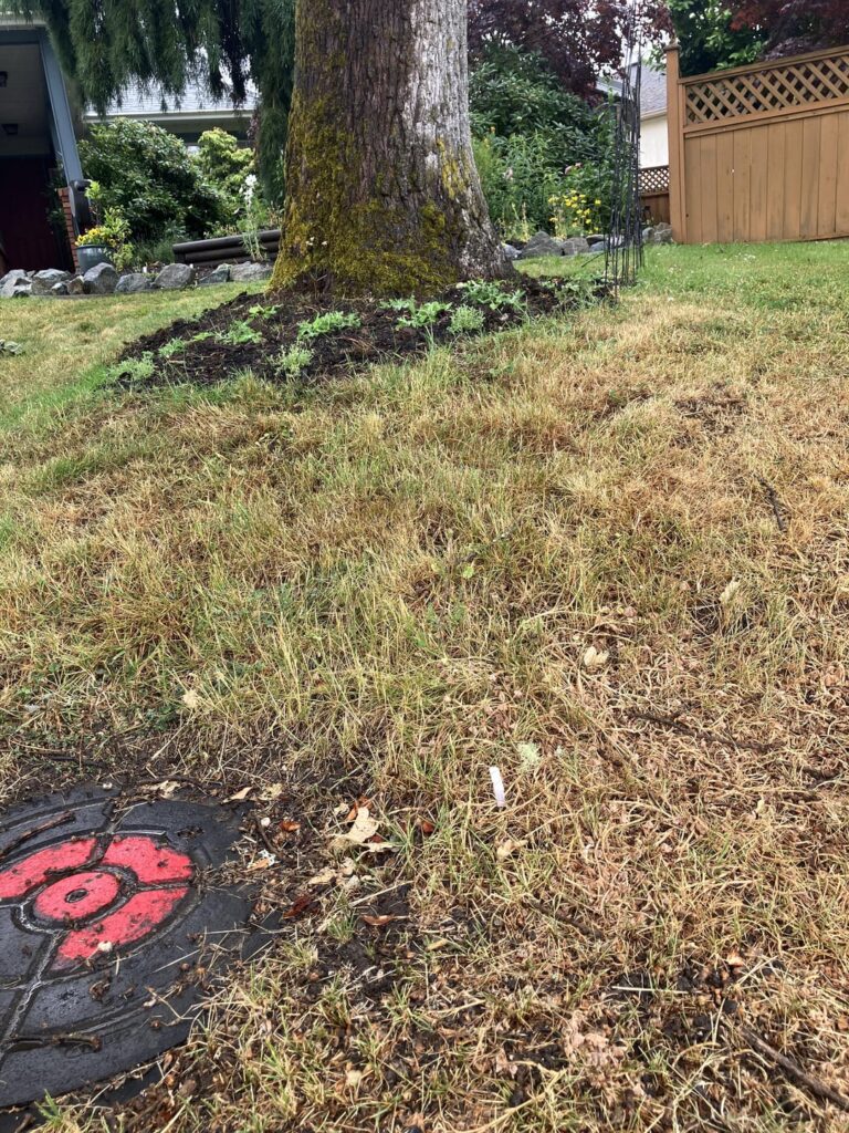 Advice on going no lawn without it looking odd Advice on going no lawn without it looking odd