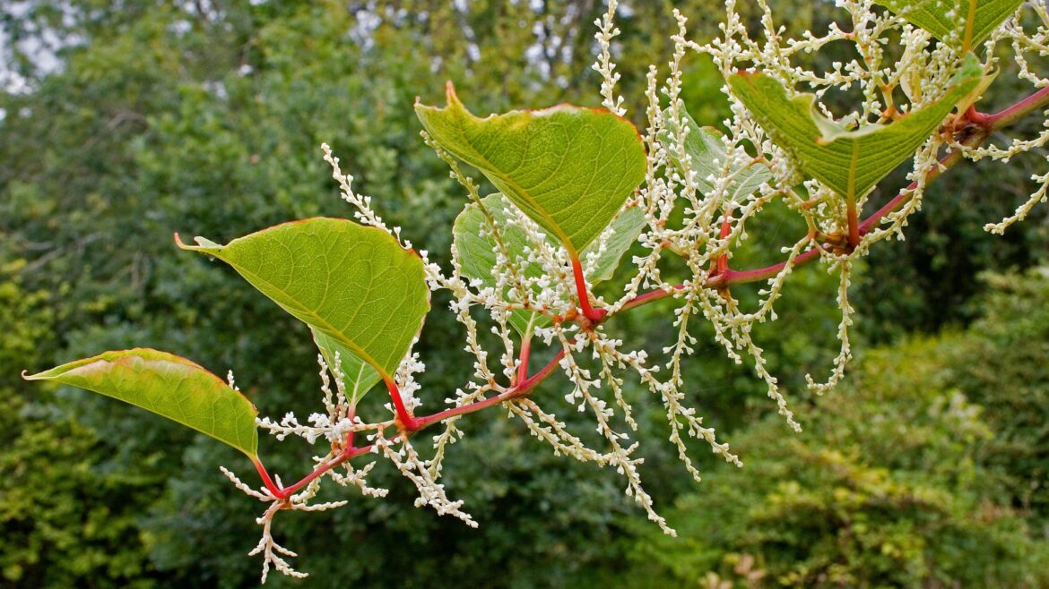 Major warning over ‘beast’ invasive plant as gardens across the UK set to see ‘super growth’ this month Major warning over 'beast' invasive plant as gardens across the UK set to see 'super growth' this month