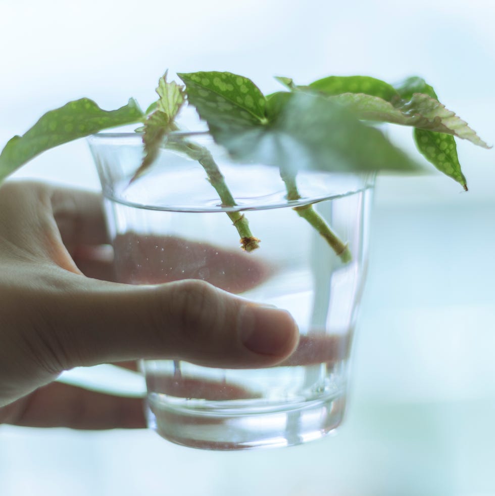 Plant cuttage