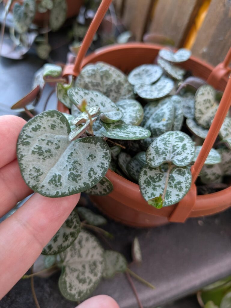 Just some big ole' heart leaves on some strings at the plant shop I work at.