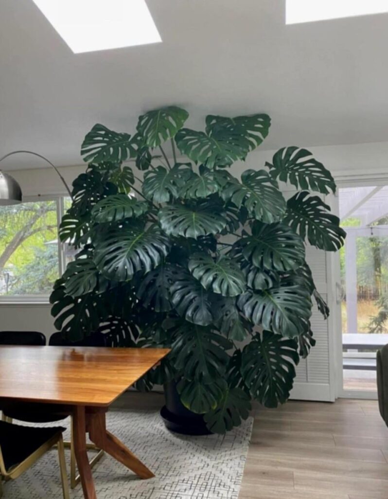 just sharing this 20 years old Majestic Monster that I found on Facebook Group, it’s a crime not to share it for everyone’s viewing pleasure!