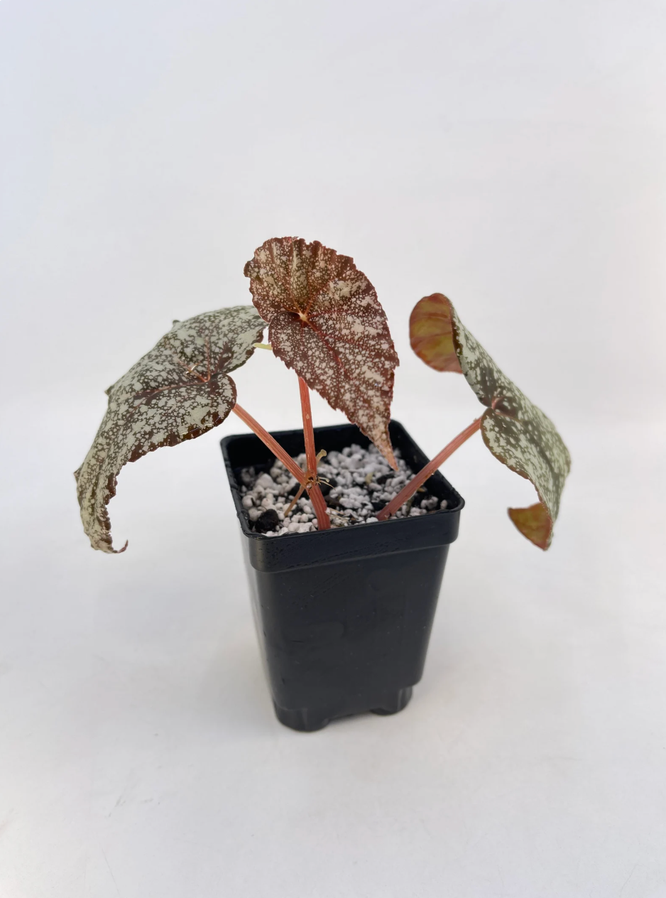 Begonia 'Moona'