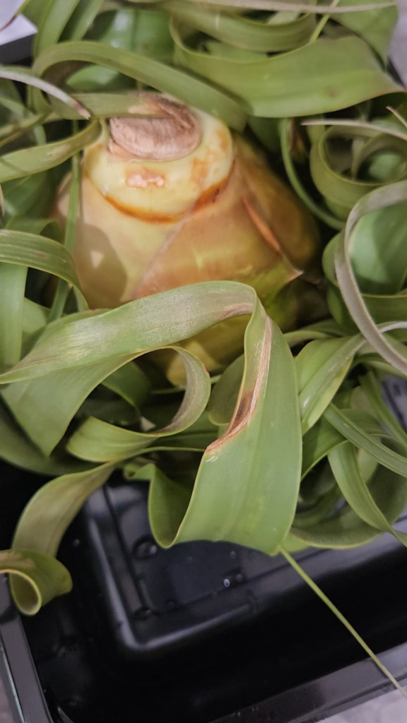Grayish thingy on tillandasia xerographica