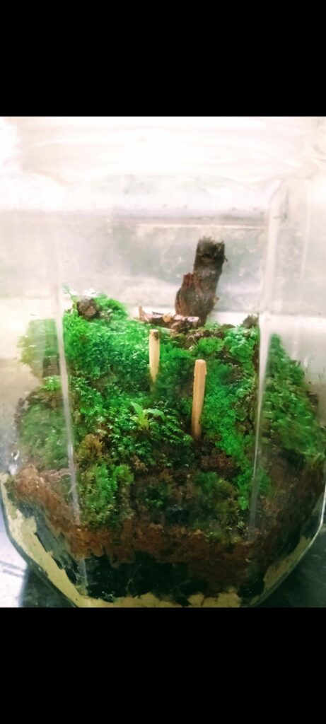 My first mossarium!
