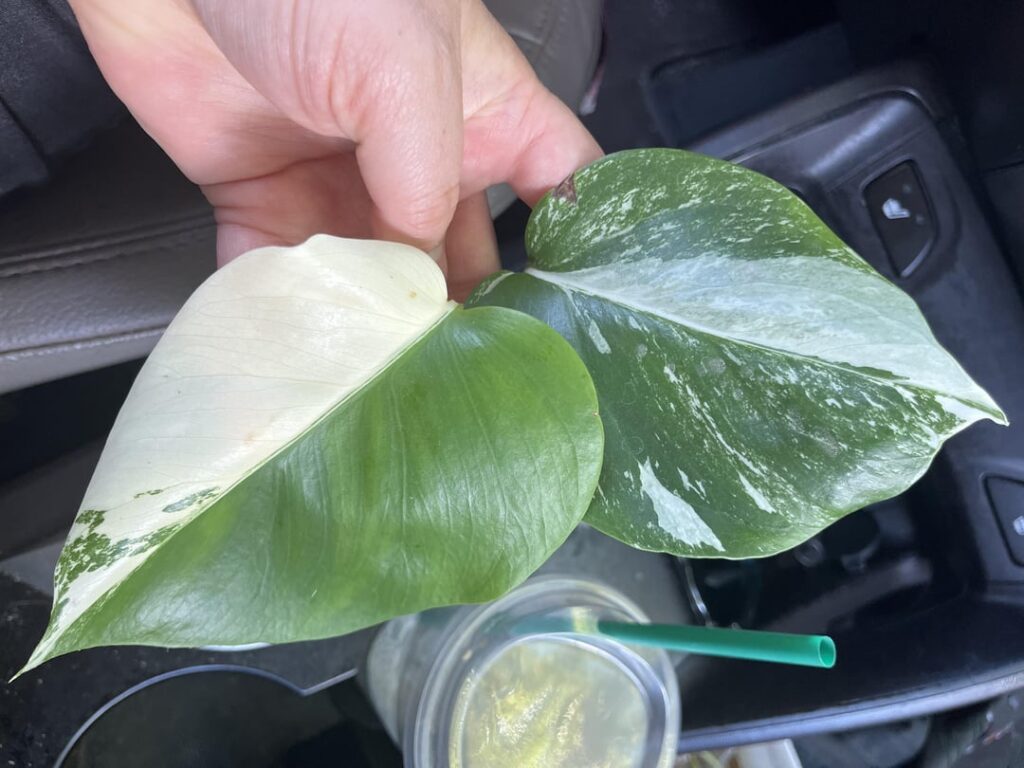 New plants!!
