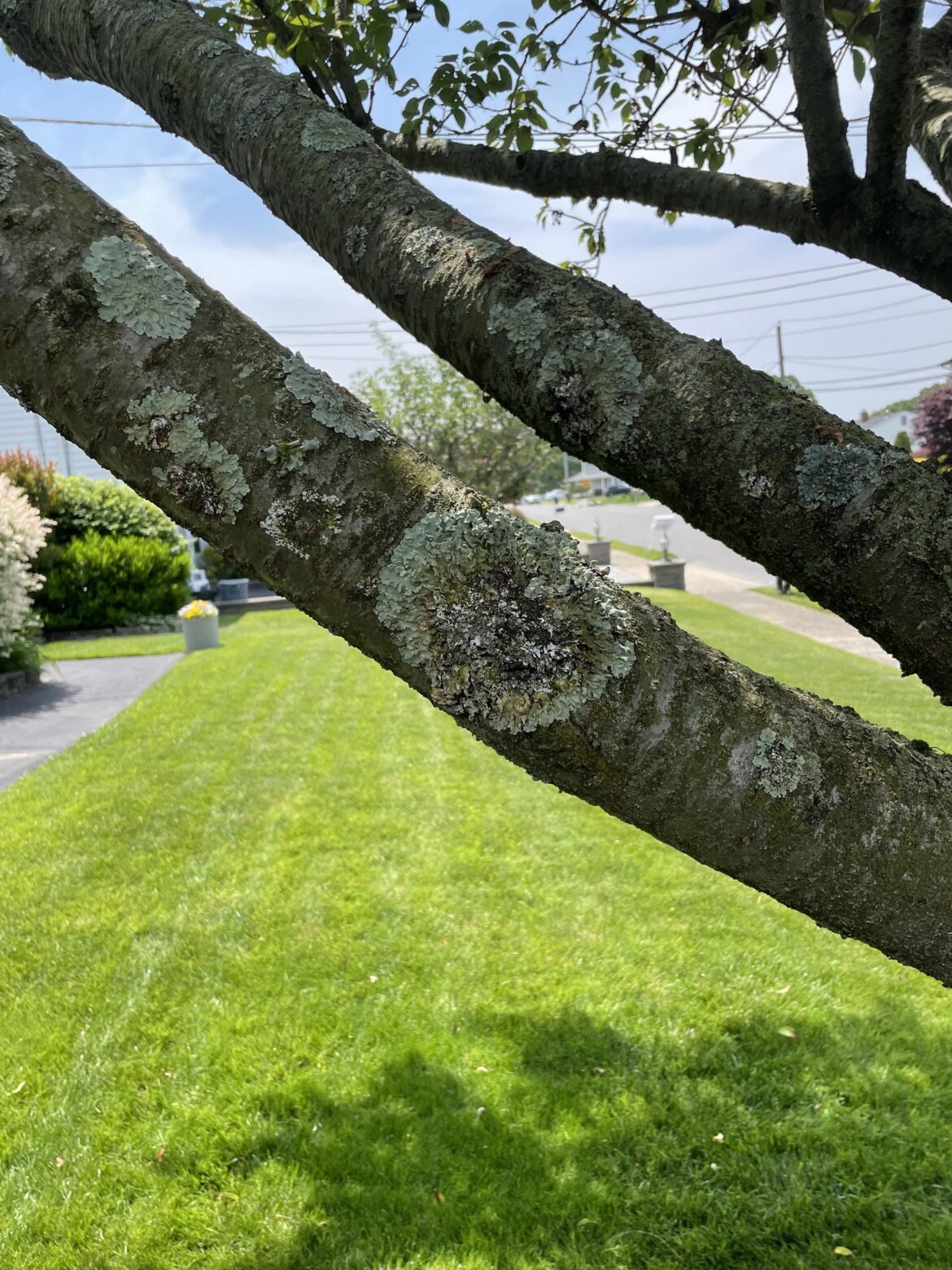 Help identifying infected tree