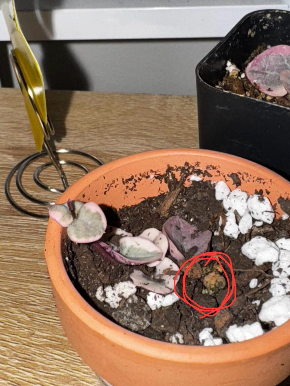 What is this on my VSOH? It’s connected to the plant.