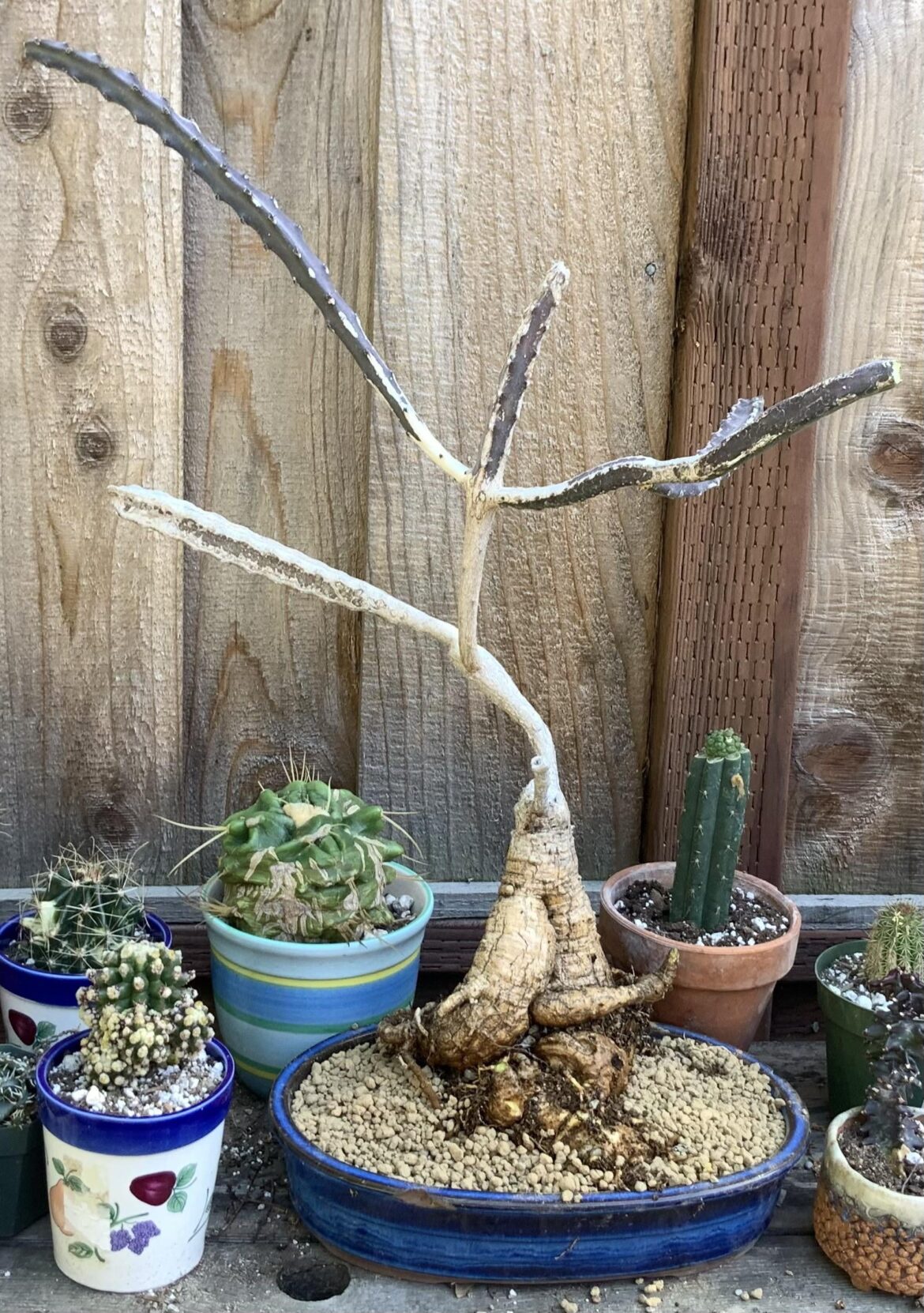 Peniocereus maculatus