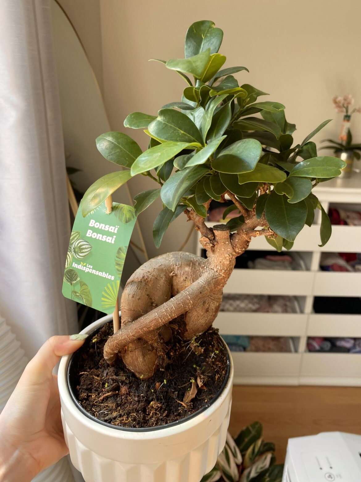 What is this plant ?