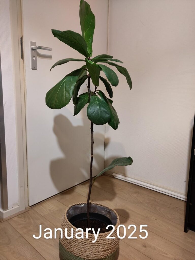 I chopped down my fiddle leaf fig in January, progress until now