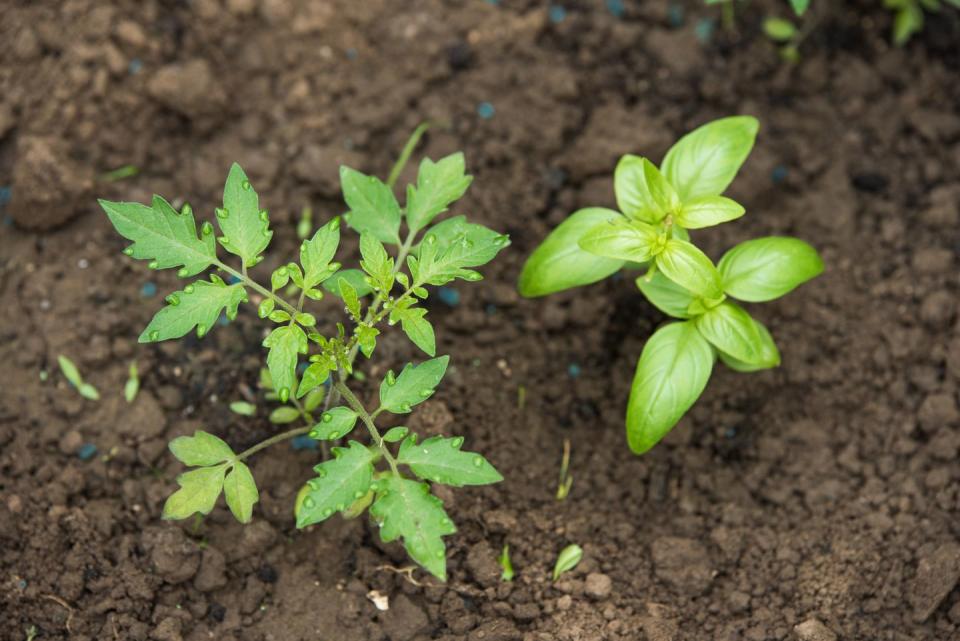 tomato and basil seedling, planted in the spring garden