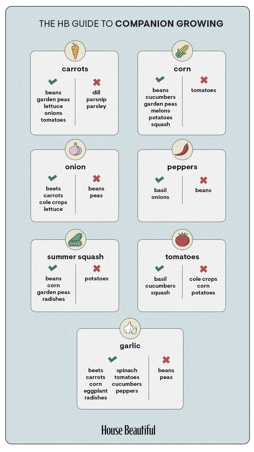 companion growing chart for vegetables and herbs
