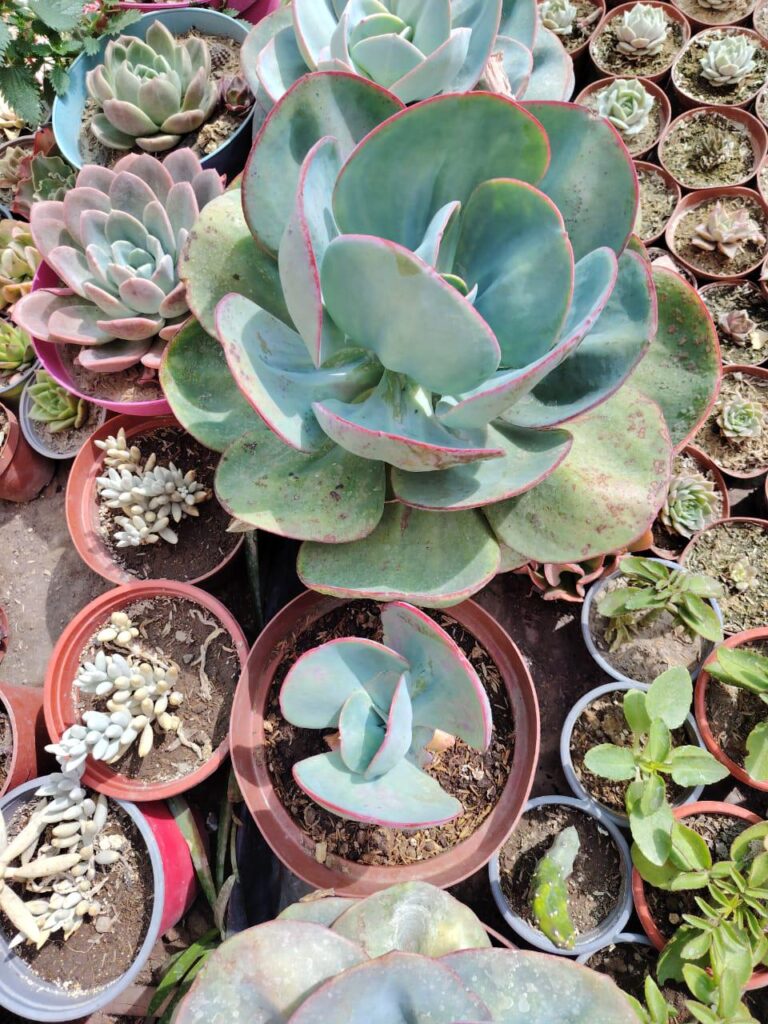 Is this the real E. Gigantea?