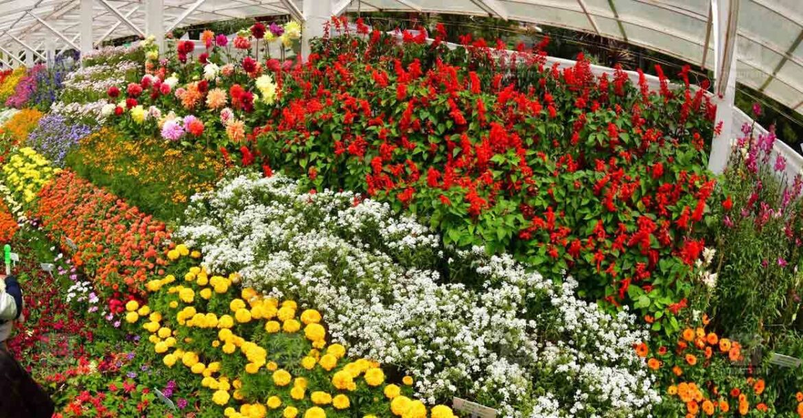 Ooty summer fest wraps up in full bloom with record 3.7 lakh visitors The flowers grown in the horticulture gardens of the agriculture department in Ooty and Kodaikanal will be displayed mostly at the show. File photo