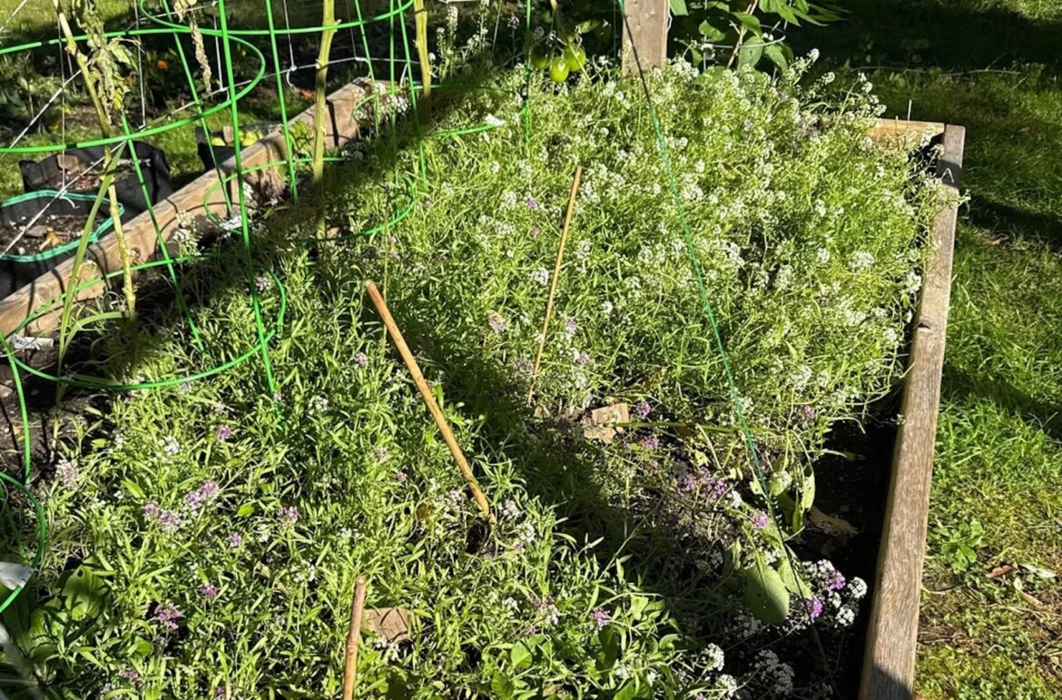 The technique lets nature do the work and saves gardeners time and money.