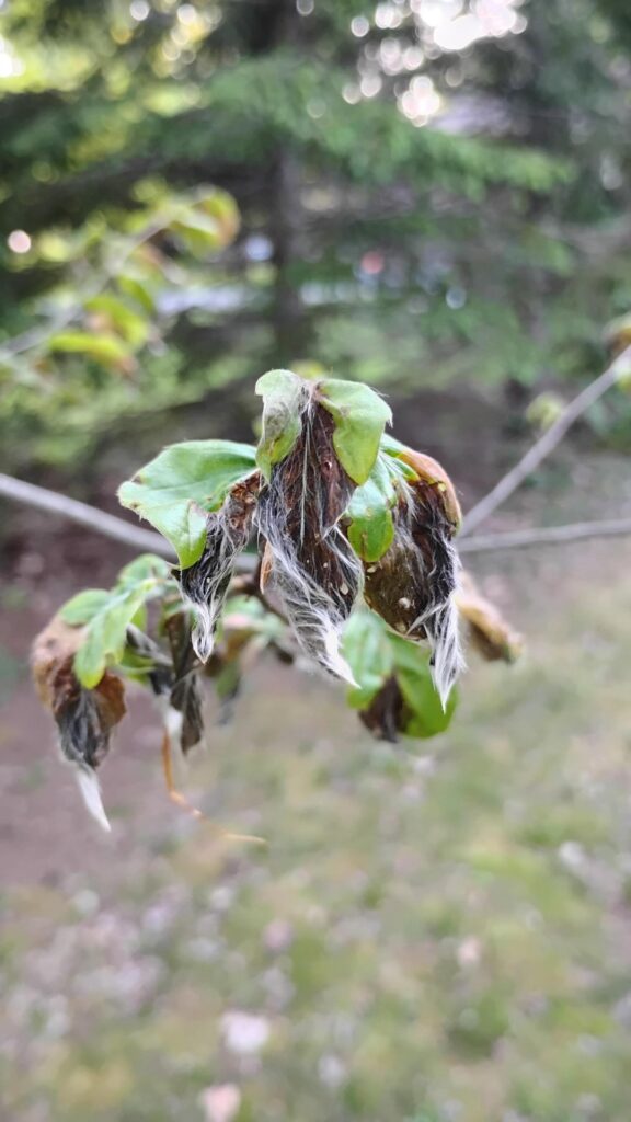 Beech Leaf Disease