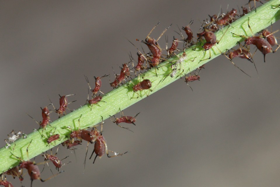 Aphids on a dandelion stem.